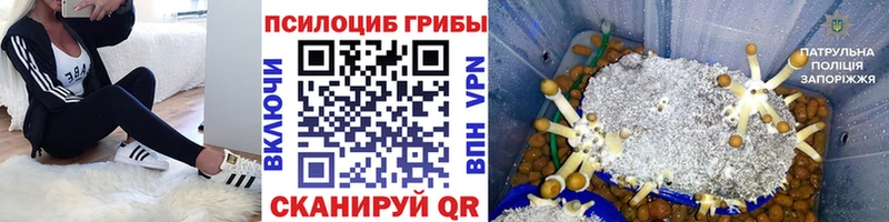 Купить  Боровск  Галлюциногенные грибы Psilocybine cubensis 